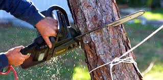 Best Arborist Consultation Services  in Zellwood, FL