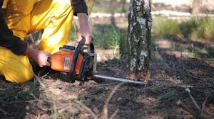 Best Tree Removal  in Zellwood, FL