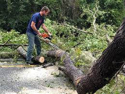 Best Tree Maintenance Programs  in Zellwood, FL