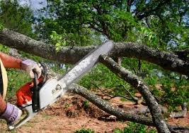 How Our Tree Care Process Works  in  Zellwood, FL