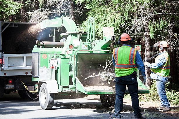 Best Tree and Shrub Care  in Zellwood, FL