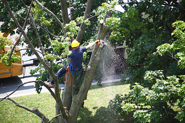 Best Weed Control  in Zellwood, FL