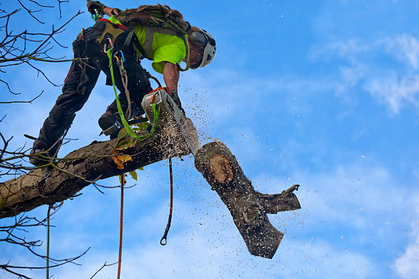 Leaf Removal in Zellwood, FL